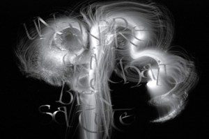 Un arbre qui cachait bien sa tête